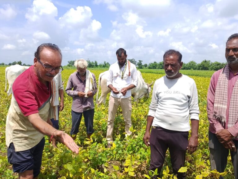 समुद्रपूर तालुक्यात अतिवृष्टीमुळे सोयाबीन पिके मोठ्या प्रमाणात नष्ट !  शेतकऱ्यांचे मोठे नुकसान.